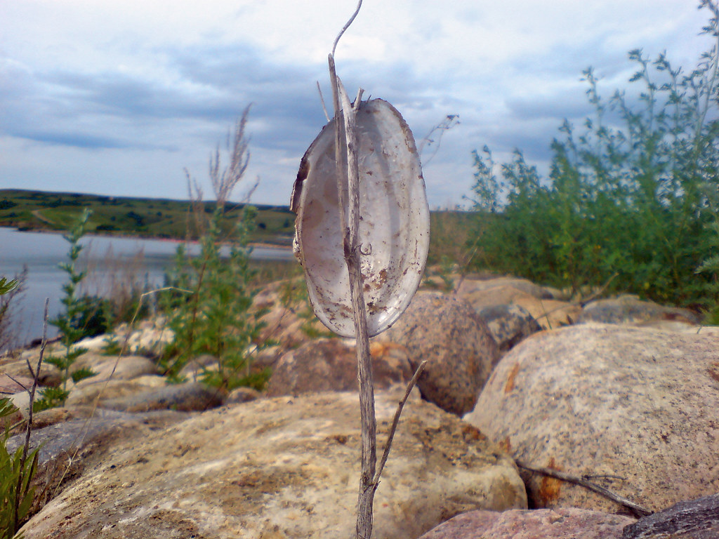 Shell in a twig spencer.truax Flickr