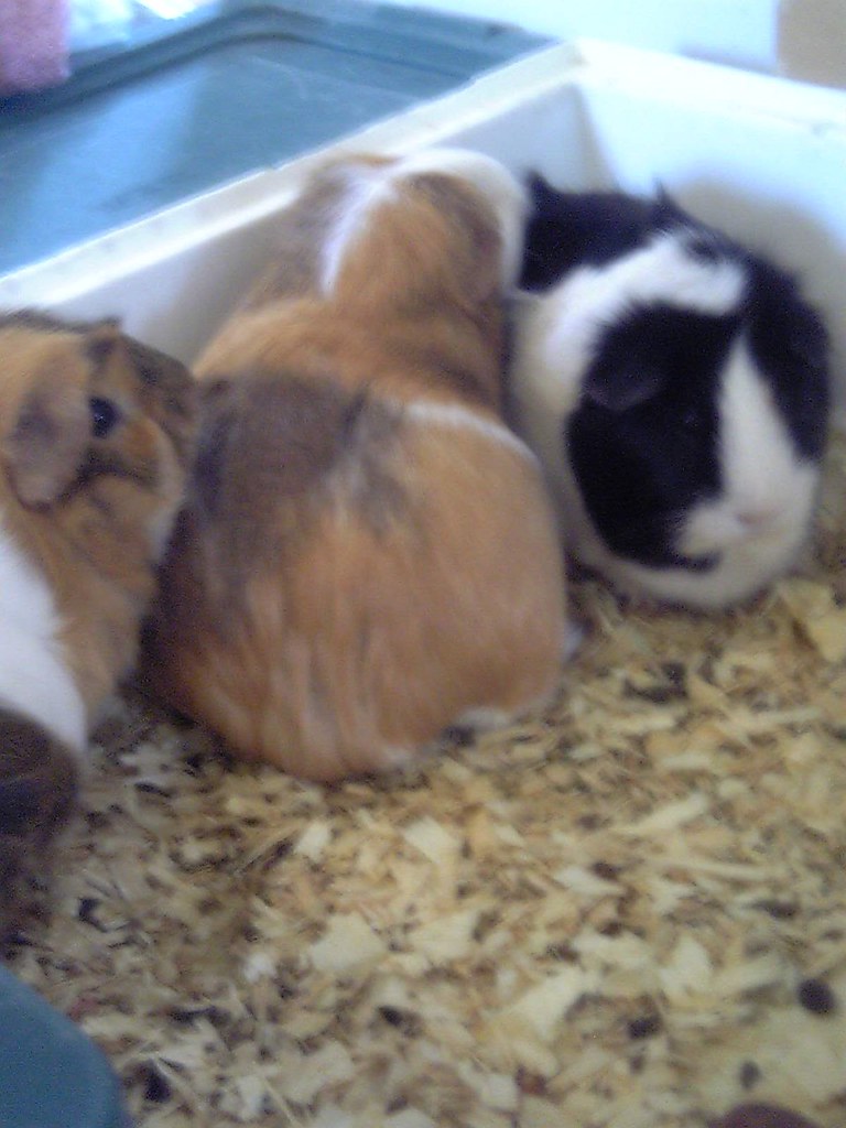 Guinea Pigs These are my cousin's Guinea Pigs. The whole f… Flickr