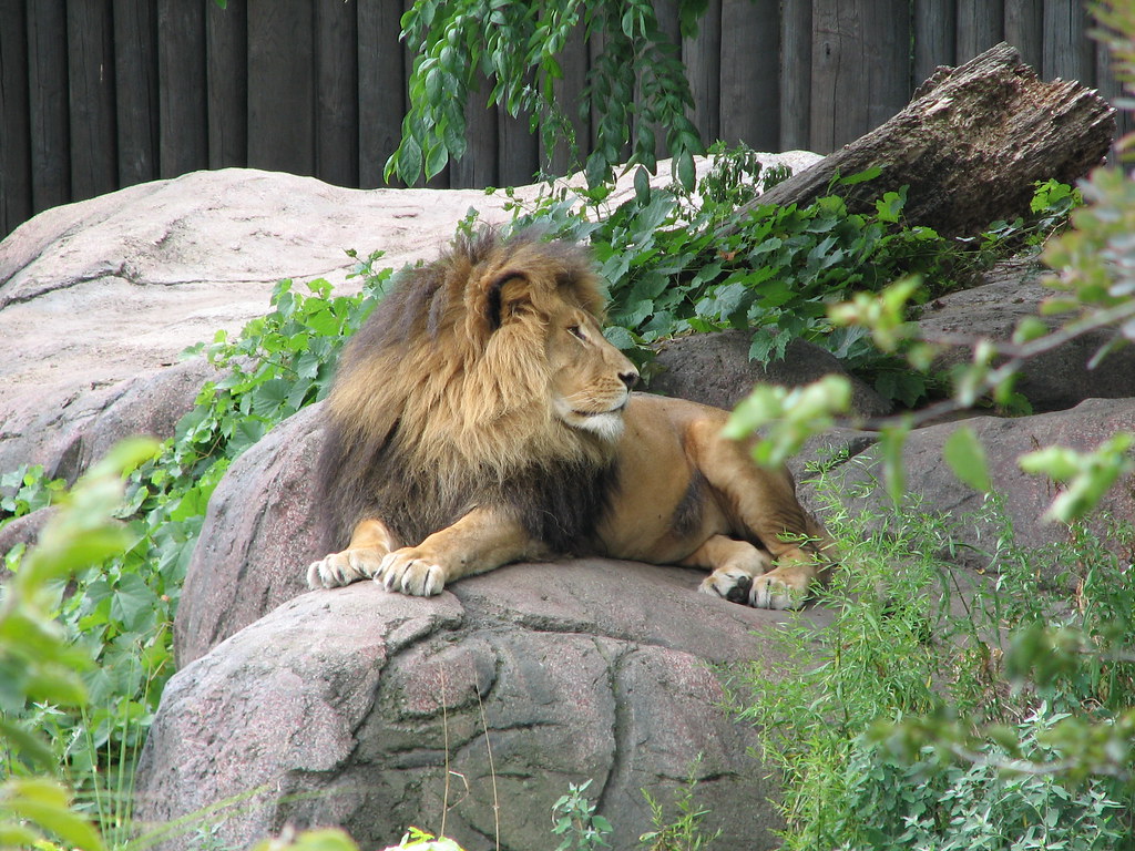 African Lion at Cleveland Metroparks Zoo Cleveland, Ohio… Flickr