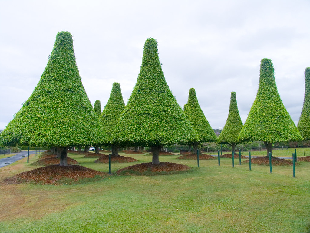 Shaped Trees02+ Cone shaped tree at Tweed Heads John Flickr