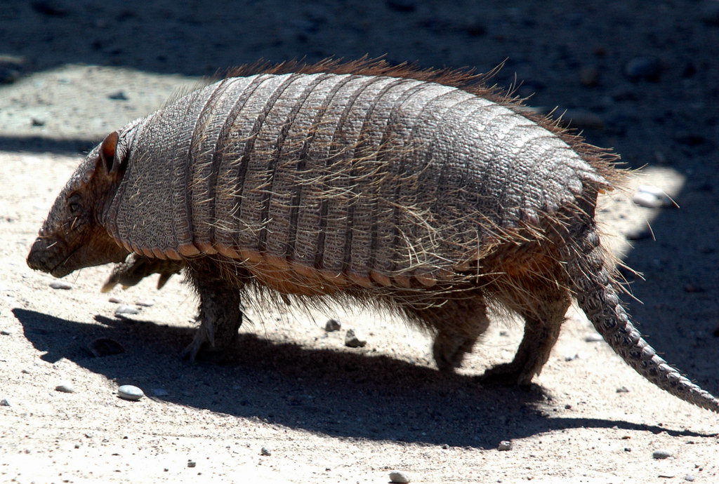 Armadillo Family Dasypodidae. Vince Smith Flickr