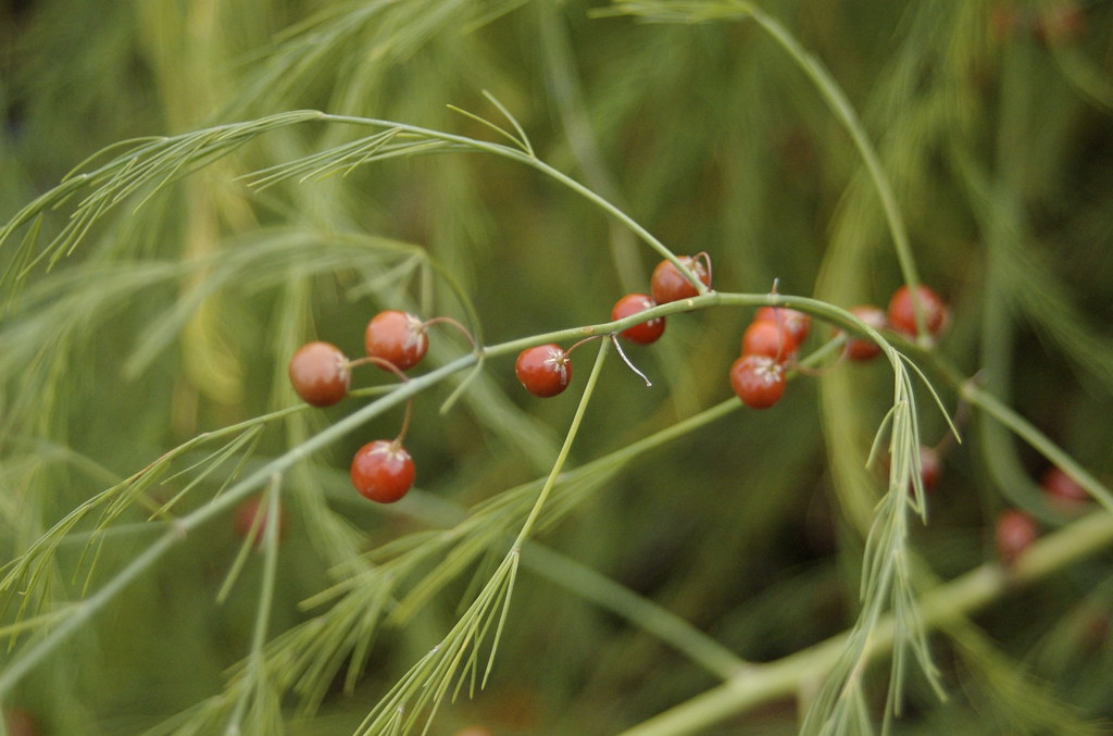 Asparagus berries photos from the community gardens at Mel… Flickr
