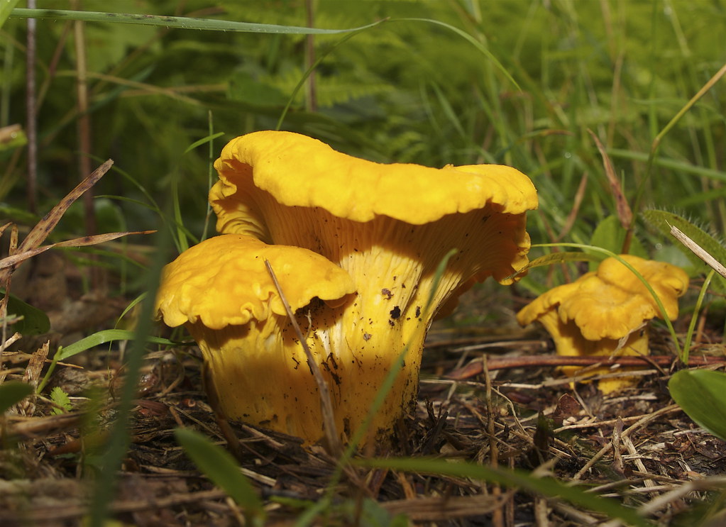 The first chanterelles of the season. Delicious! Sandra CohenRose and Colin Rose Flickr