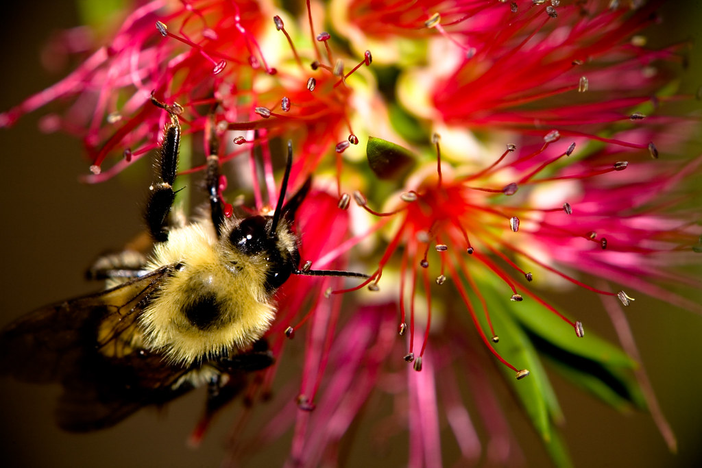 Bee on Pink A Bumble Bee doing his thing on a bright pink … Flickr