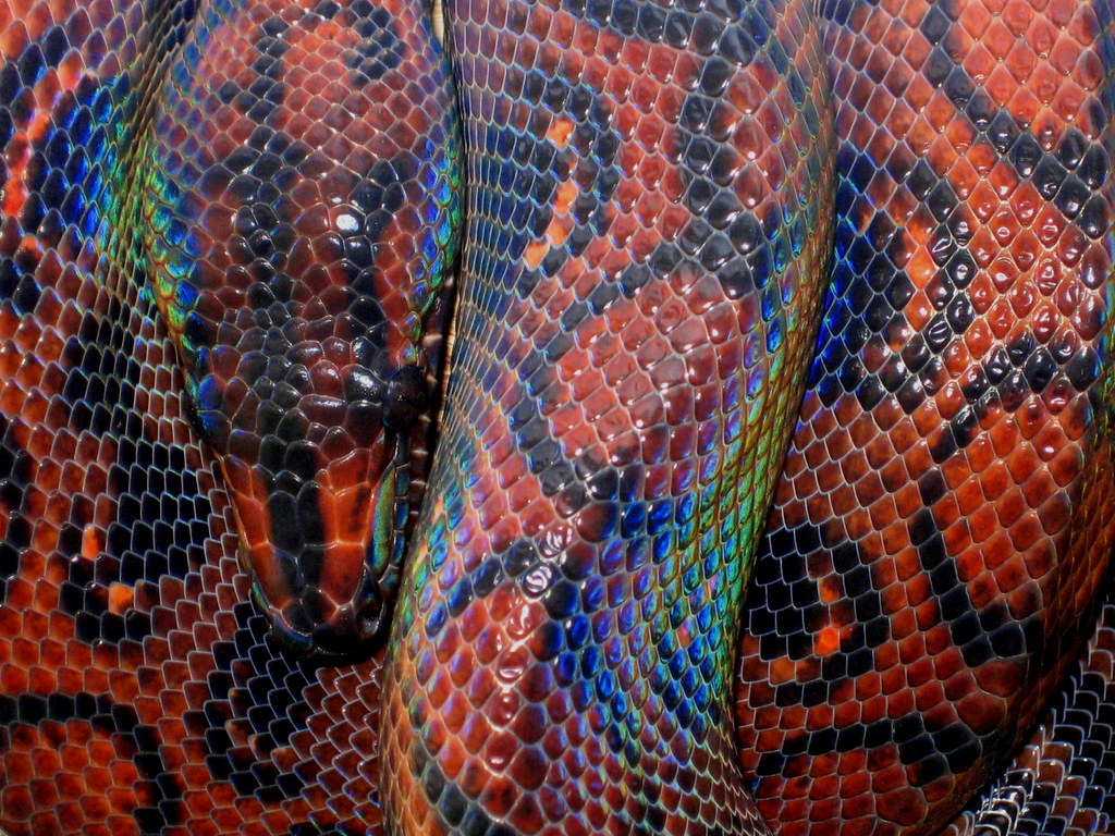 Rainbow Boa This is Rio, a Brazilian rainbow boa. The uniq… Flickr