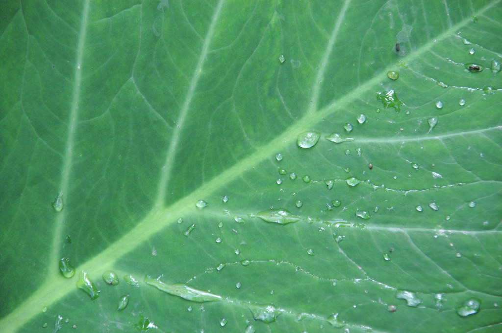 green leaf, amazon, northern peru Philip Genochio Flickr