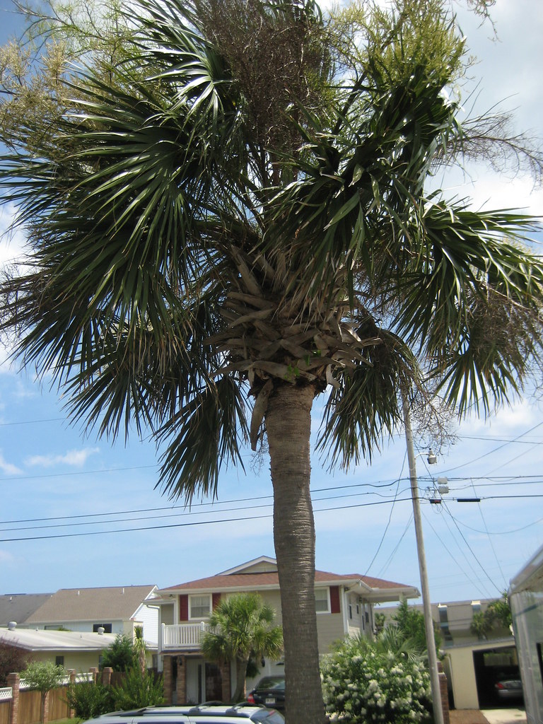 palm tree Panama City Beach, Florida June 2007 travelingsam Flickr