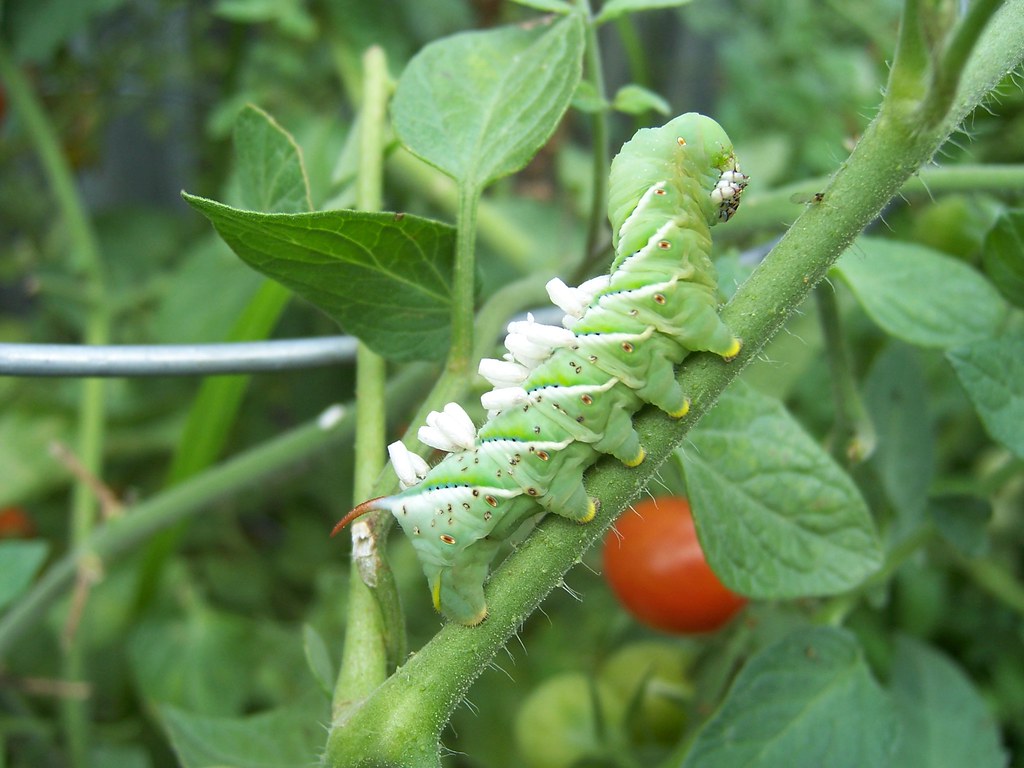 100_3418 caterpillar on tomato plants Marc Haines Flickr
