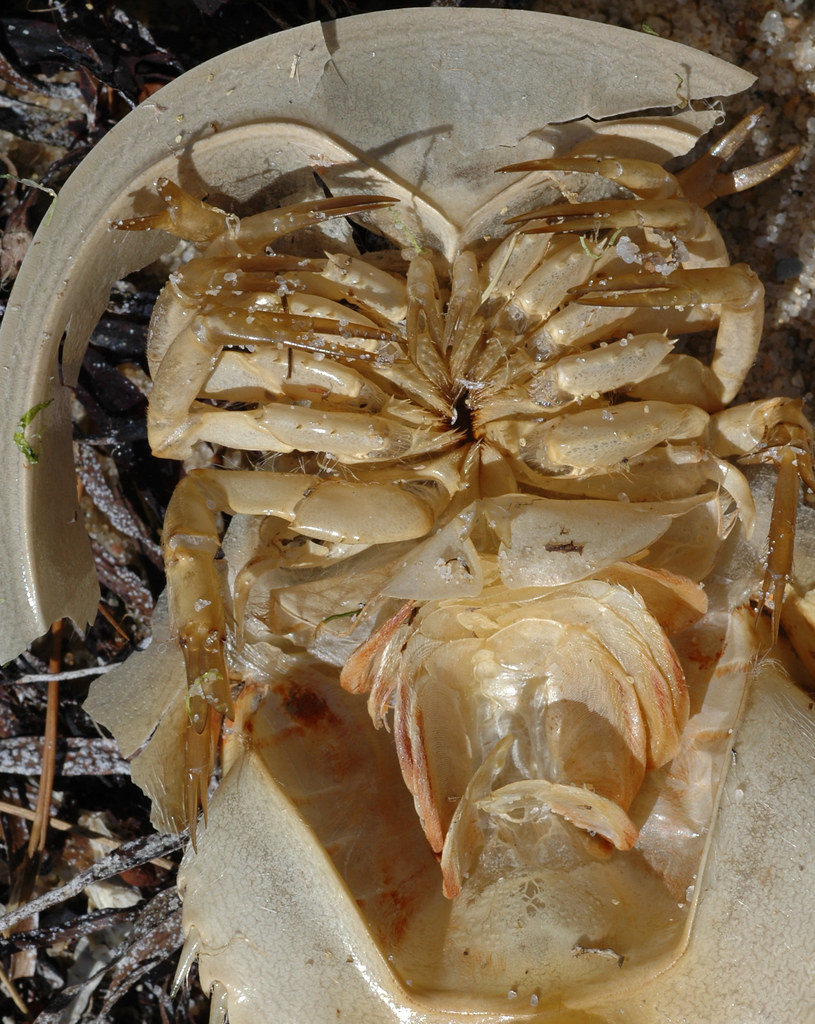 horseshoe crab Juvenile molt. Wrack line along narrow beac… Flickr