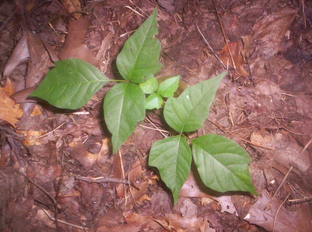 Young Poison Ivy Happily spreading itself out of the warmt… Flickr