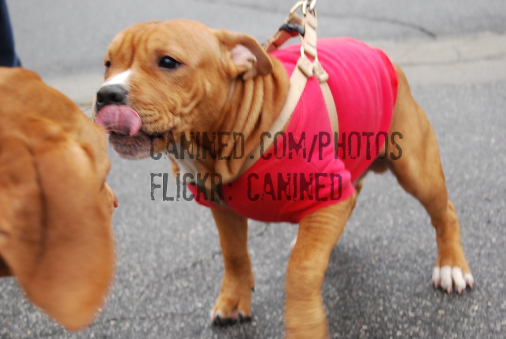 canined cute 6 month old american staffordshire terrier pu