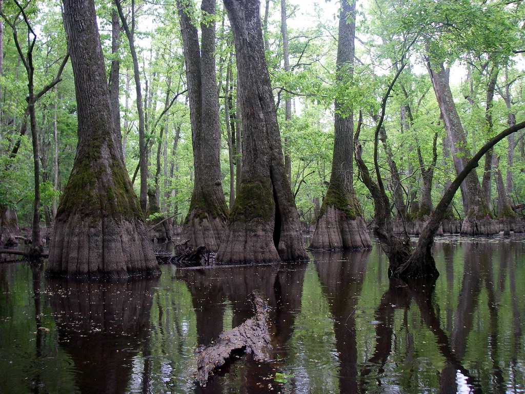 Big Cypress by David Knepper Nottoway River in Southampton… Flickr