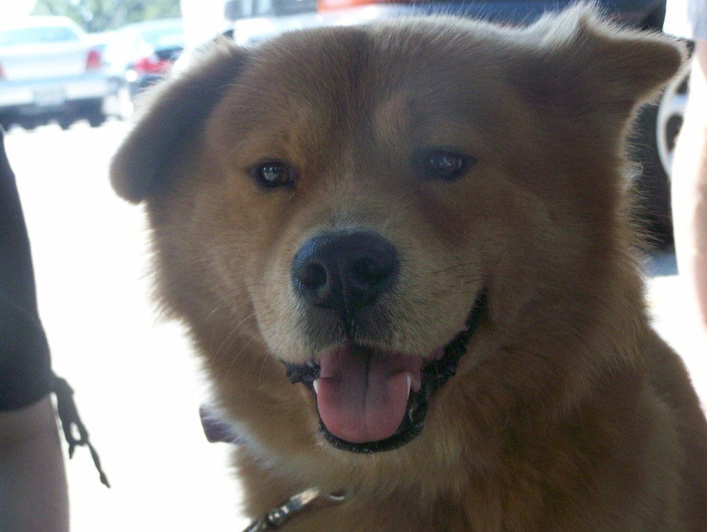 Jason the Chow/Golden Retriever mix Up for adoption! www.a… Flickr