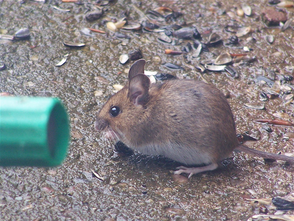 Cleeve Cottage Field Mouse 5 A little visitor that lived f… Flickr
