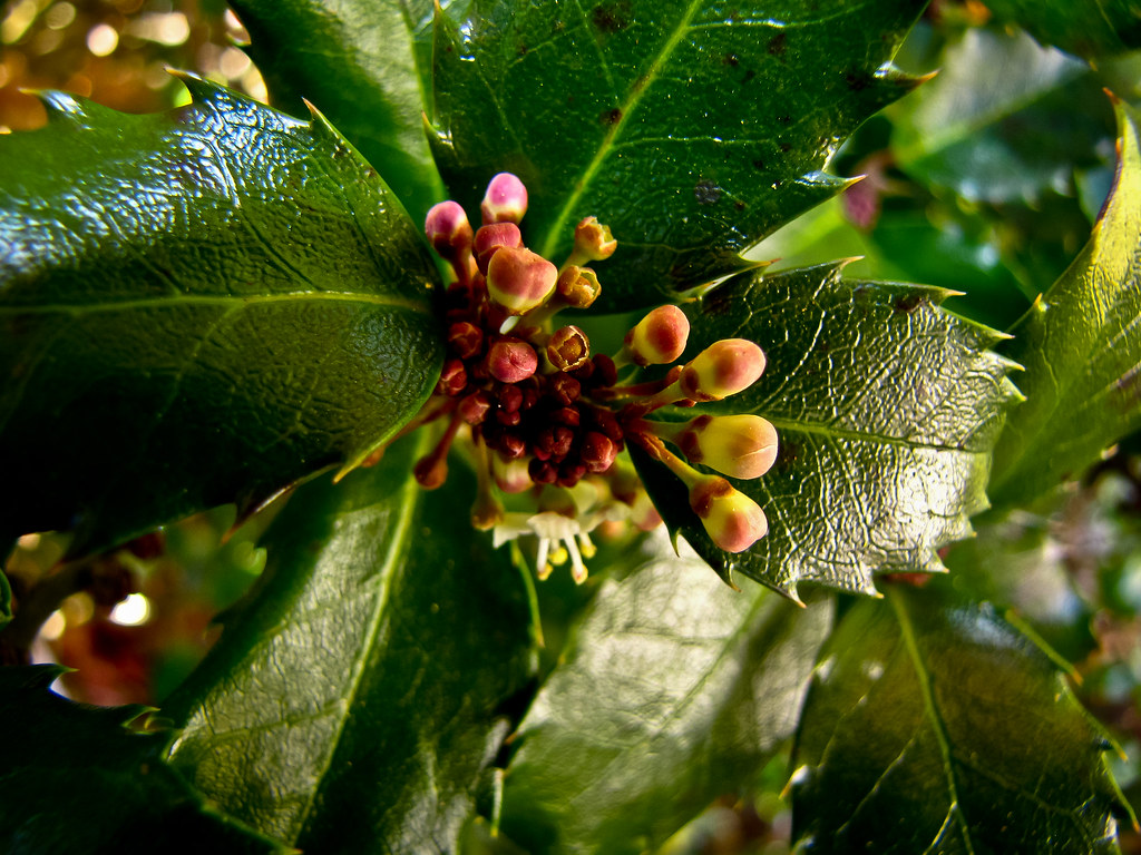 holly flowers and buds (1 of 1)2 Holly that flowers in th… Flickr