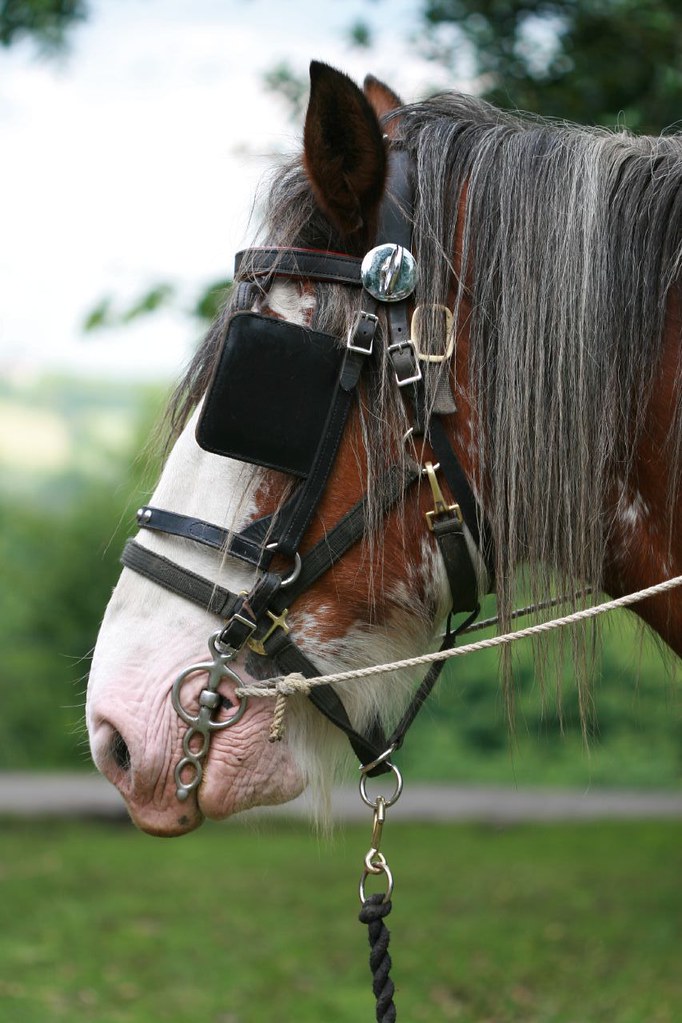 Horse Ian McDowall Flickr