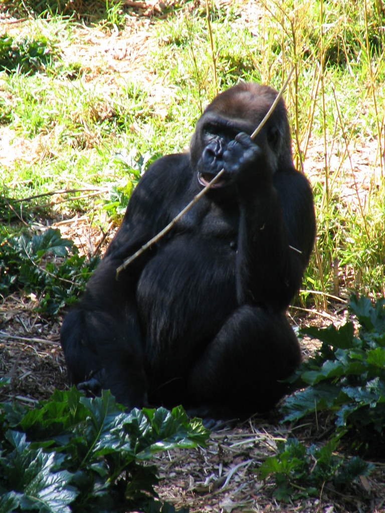 gorilla my pet gorilla Raychelle Flickr