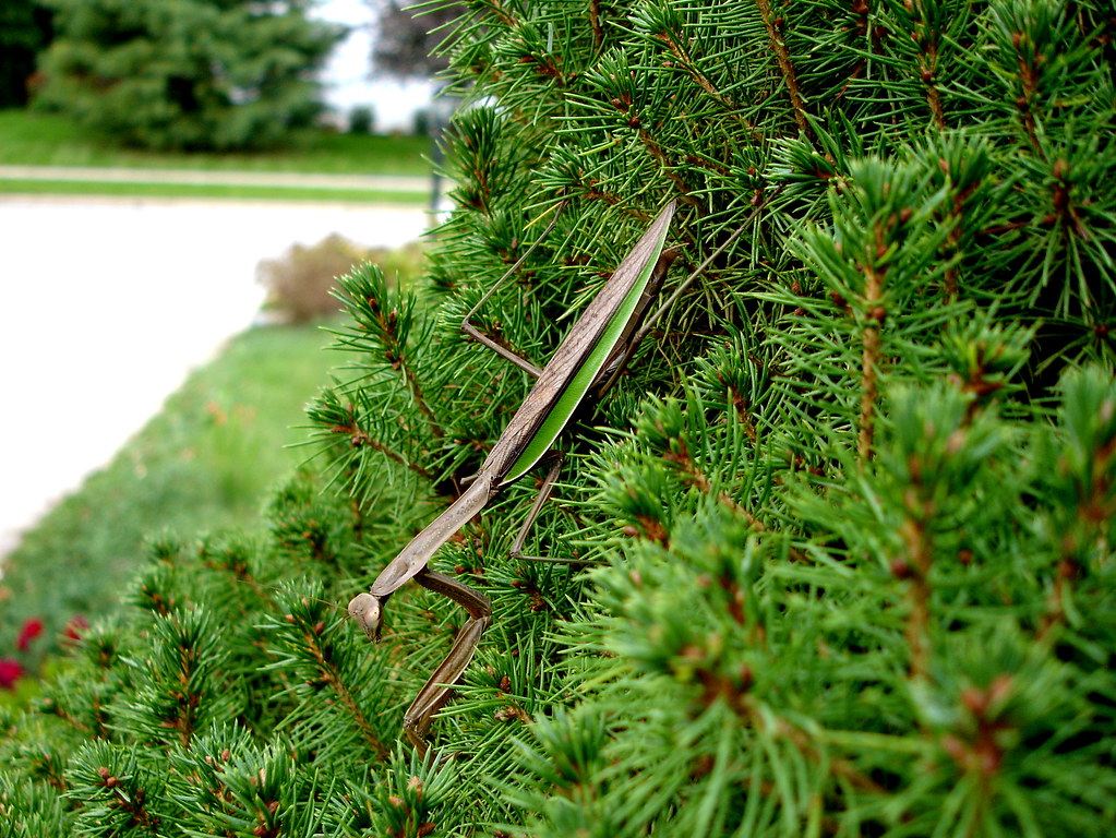 Praying Mantis Oh, the things we find at Mom and Dad's hou… Joshua