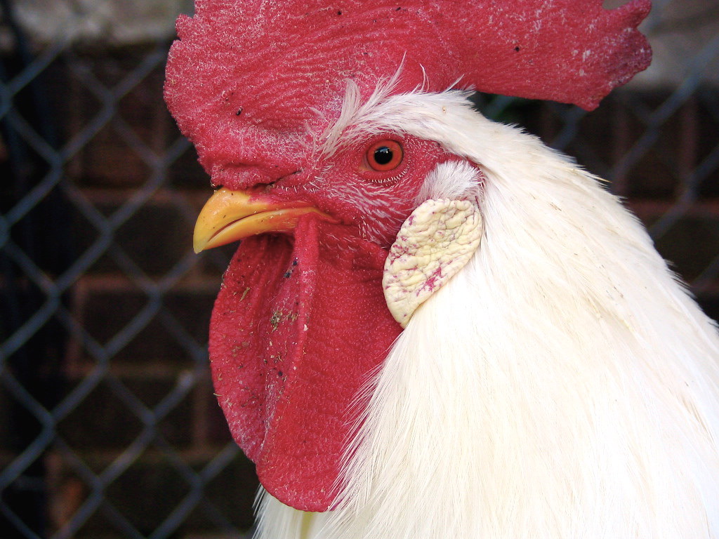 Nature's alarm clock davemn Flickr