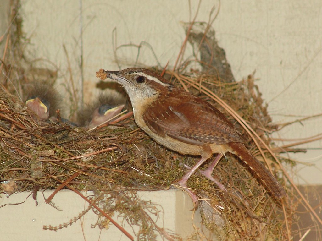 wren House Wren feeding her babies kdmclemore Flickr