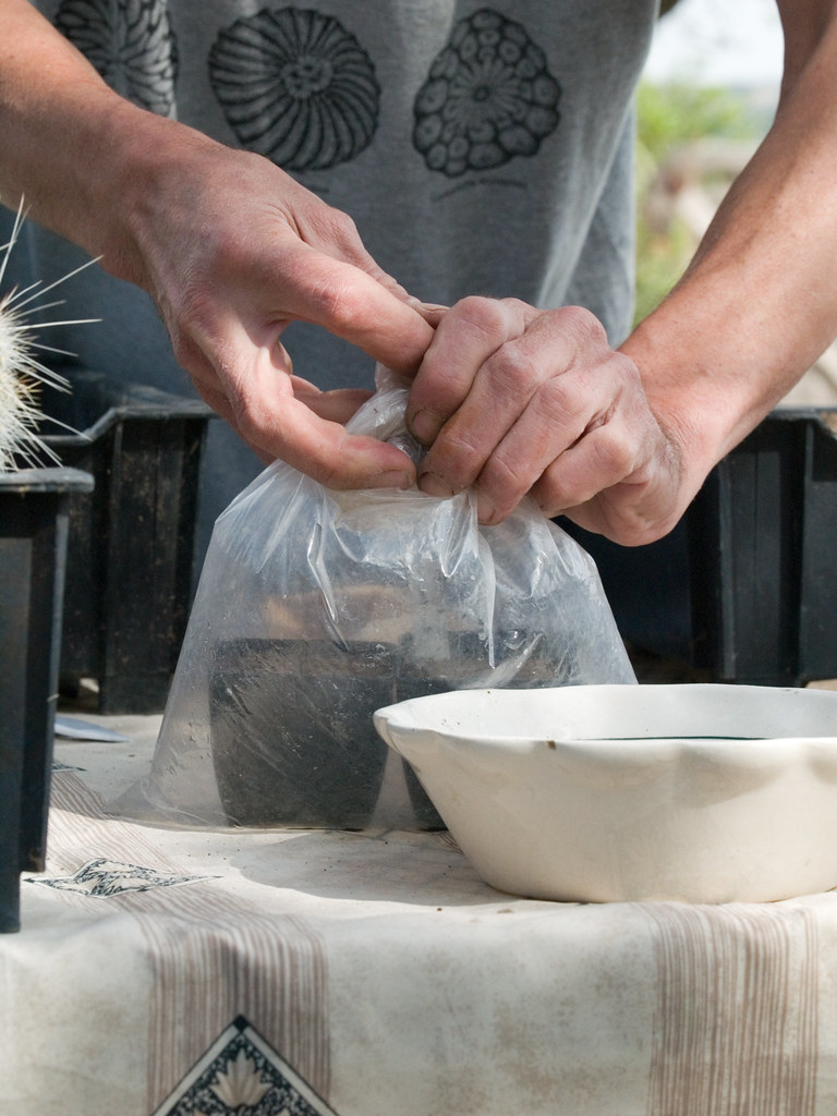 After planting the seeds store them in a plastic bag with … Flickr