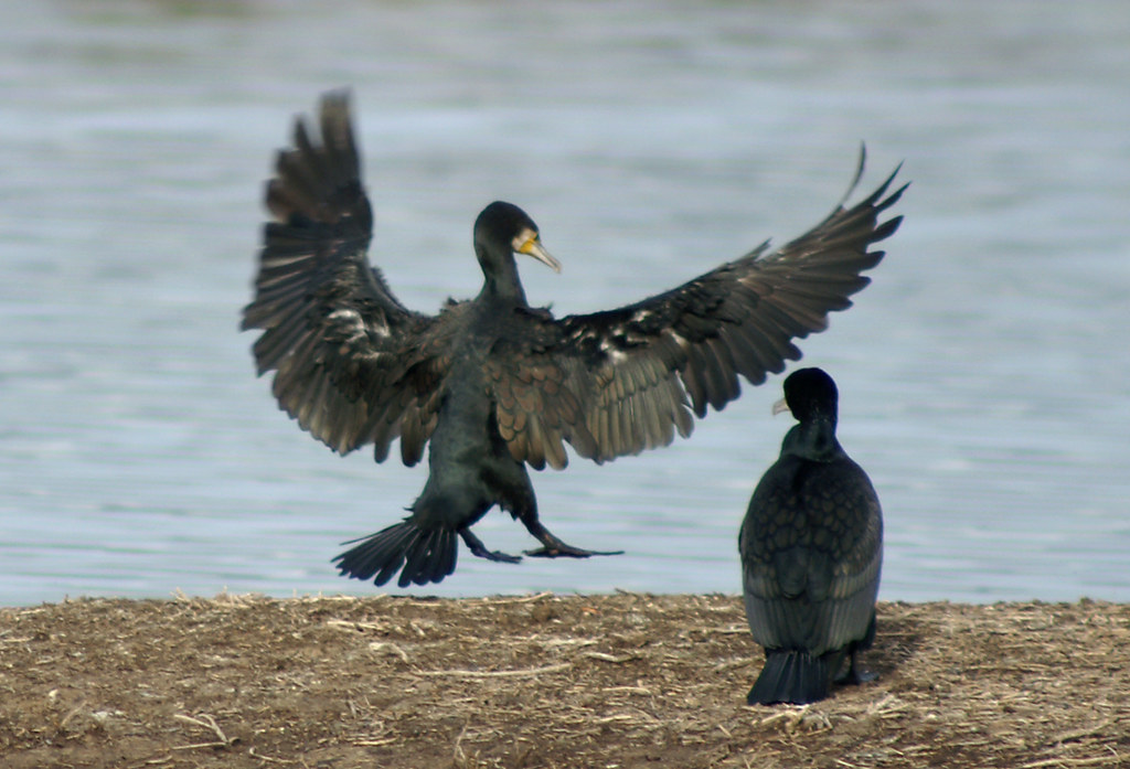 cormoran aterrizando great cormorant landing Ferran Pestaña Flickr