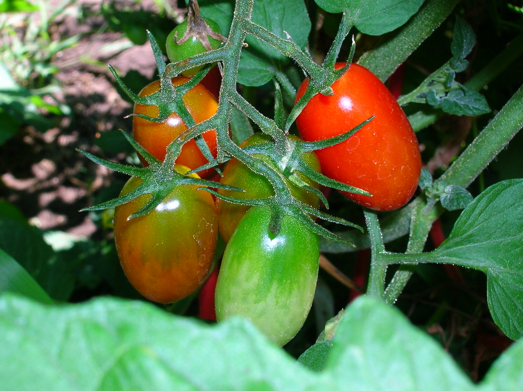 Jelly Bean Tomato Yummy! The 4 year old ate that red one f… Flickr