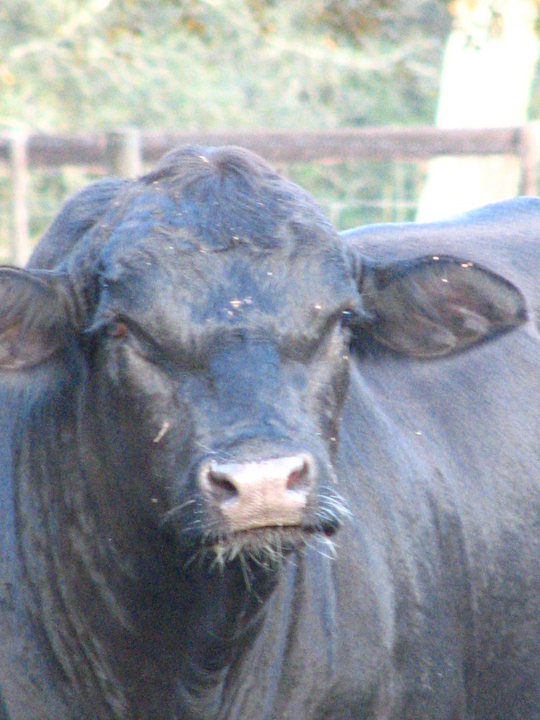 henery 6yr.old brangus bull monica king