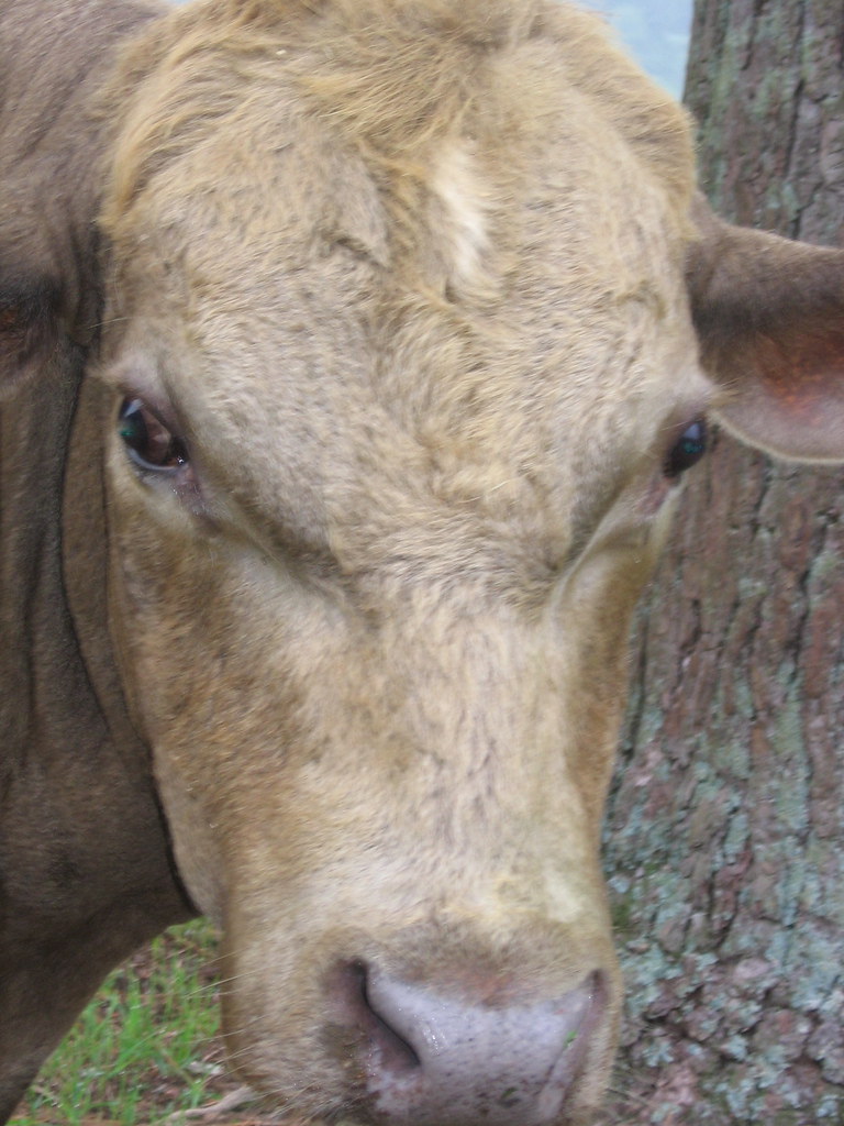 Eyeballing a bull Yep, he looks dumb. The_Gut Flickr