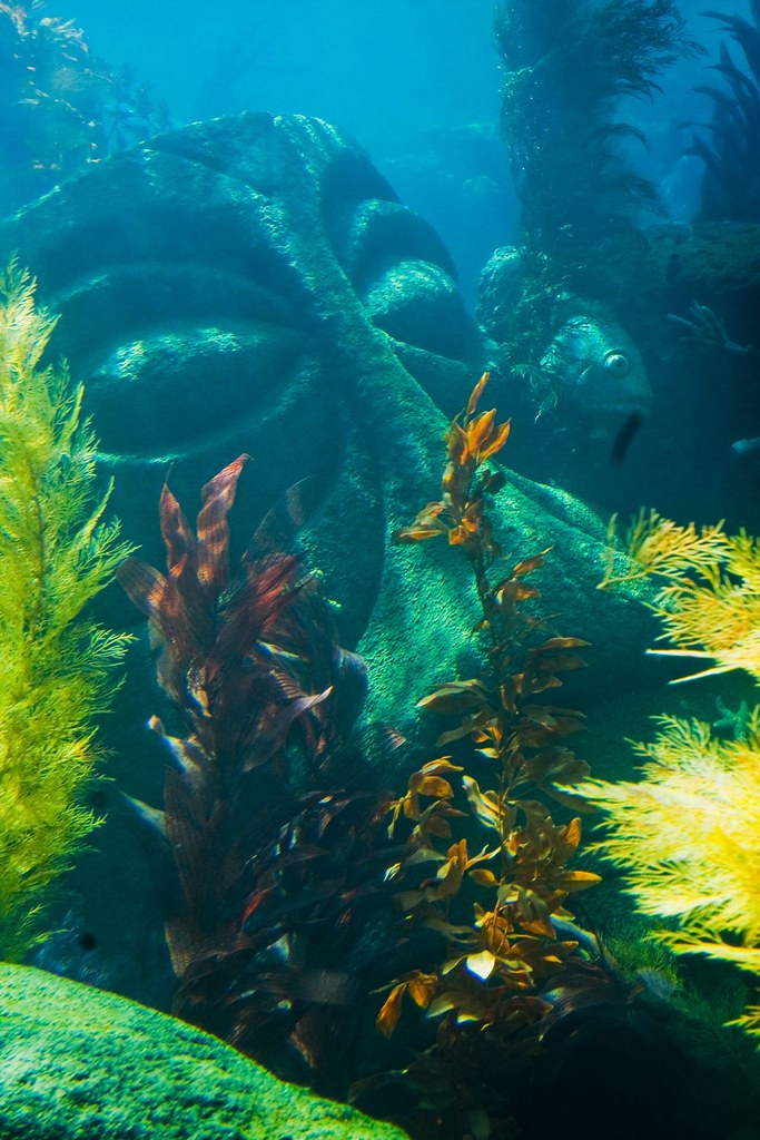 Giant statue underwater Details from the new Finding Nemo'… Flickr