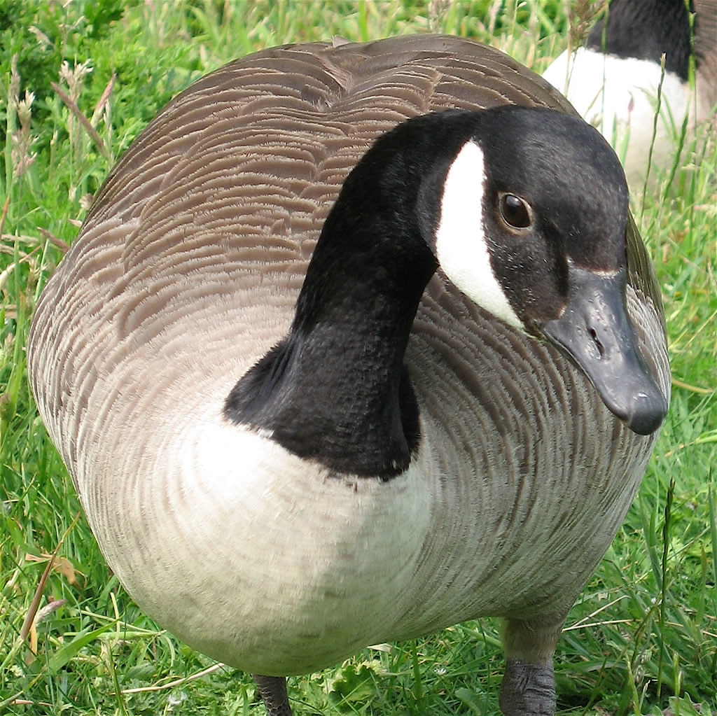 Canada goose in Regent's Park Friendly goose! I have known… Flickr