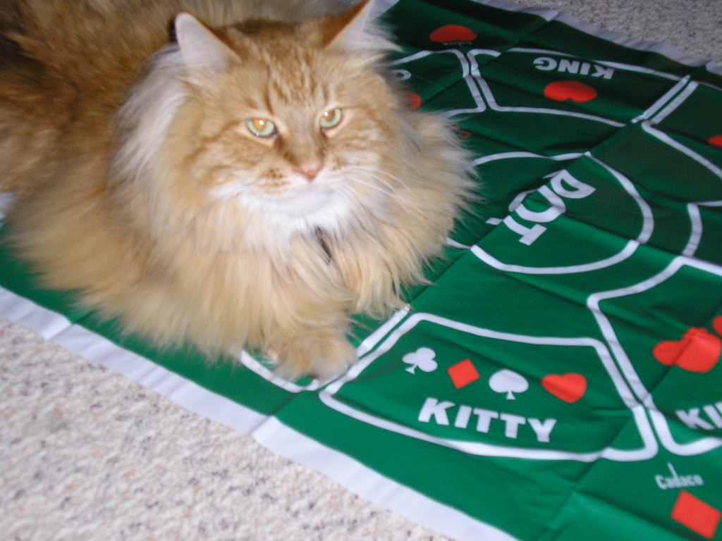 Kitty Spike knows where his spot is on the Tripoli mat! Carla Flickr
