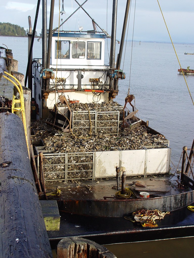 Willapa Oyster Dredge with load of oysters Nahcotta Wa Jon Rowley