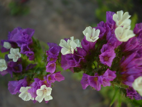 Statice An everlasting flower Fleurette Jardin Flickr