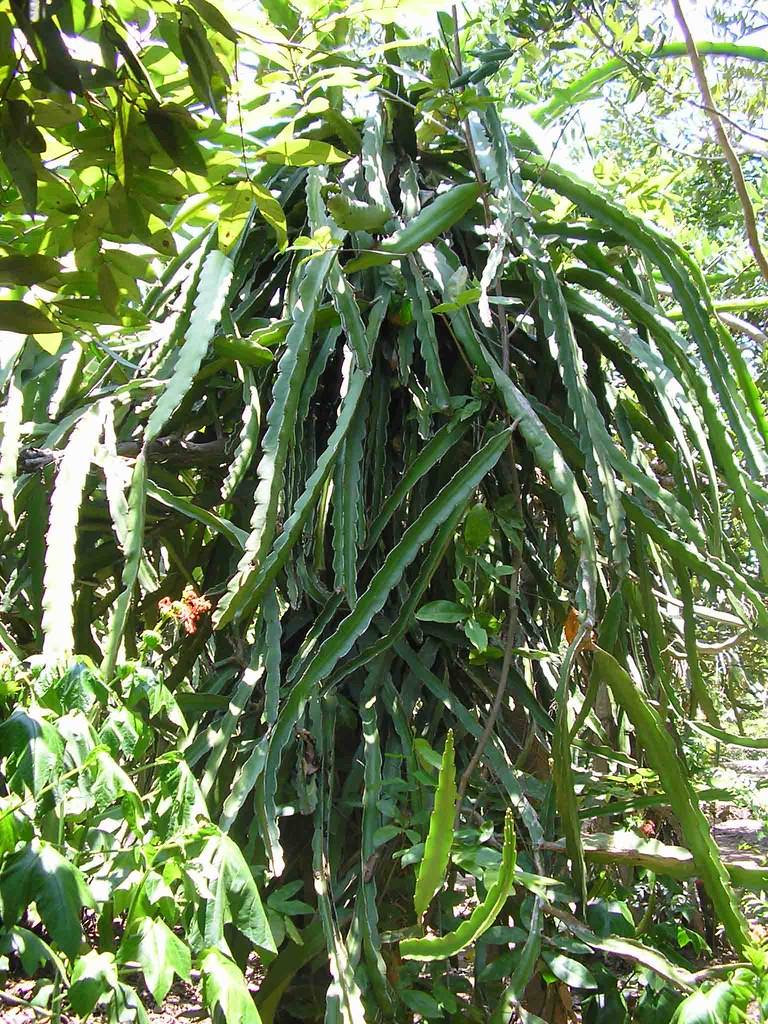 DRagon Fruit TRee..*WHERE?* thomas289 Flickr