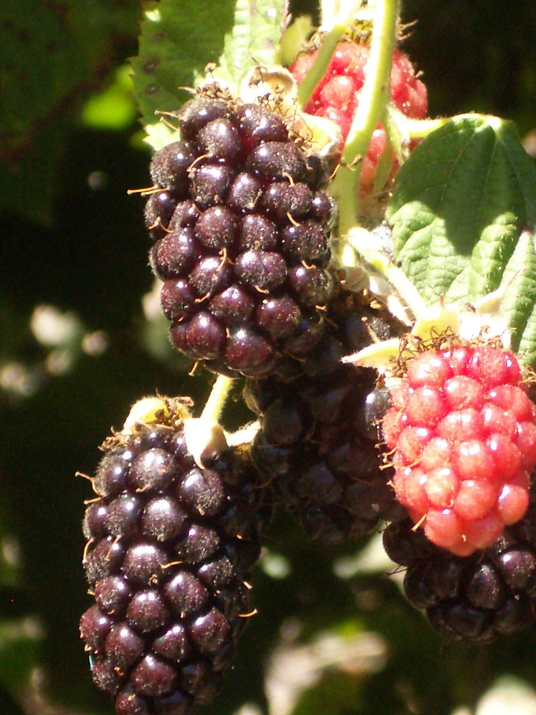 olallies olallieberry; olallie berry [AHLuhlee] Grown ma… Flickr