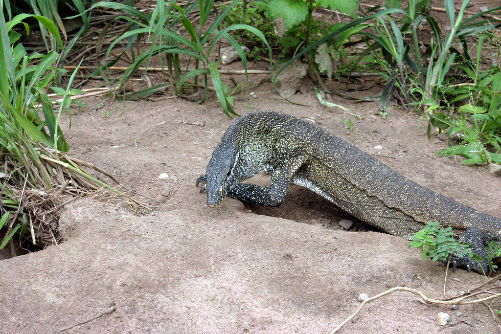 Nile monitor, Gambian Reptile Farm Jon Baker Flickr