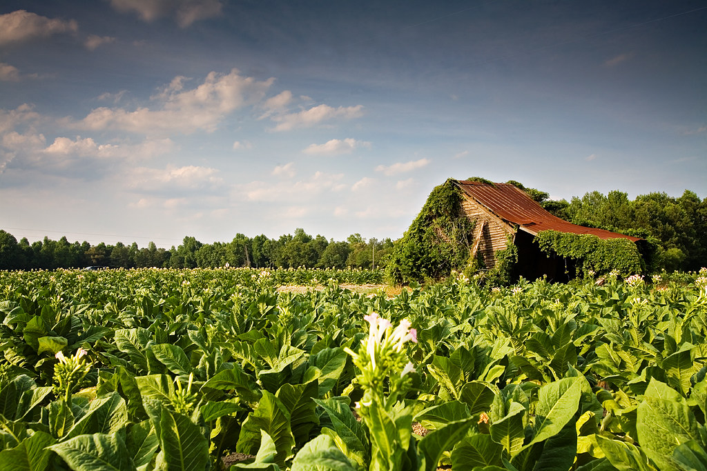 tobacco fields Johnston County, North Carolina 1635mm f2… Flickr