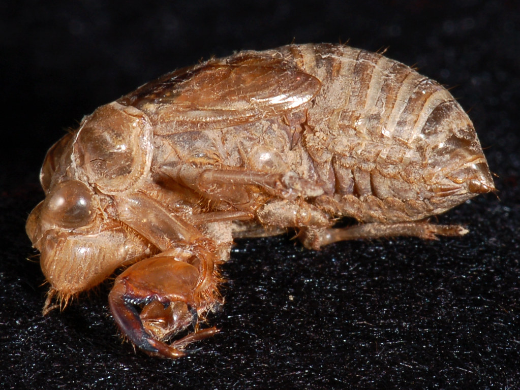Cicada Exoskeleton from a cicada. Earl Flickr