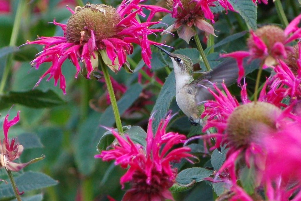 Hummingbirds 5 In the bee balm at Blue Vista farm, Bayfie… Flickr