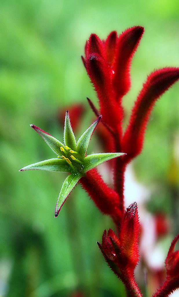 Kangaroo Paws My photo for the day, some Kangaroo Paw flow… Flickr