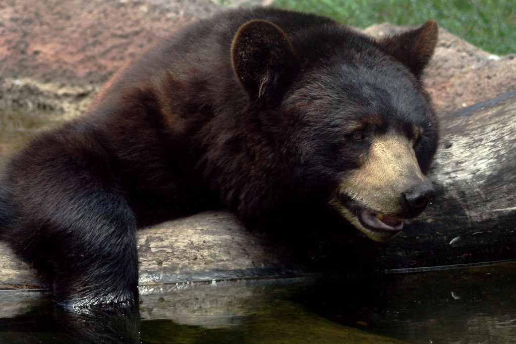 Thursty Bear Dreher Park Zoo, West Palm Beach, Florida Professor