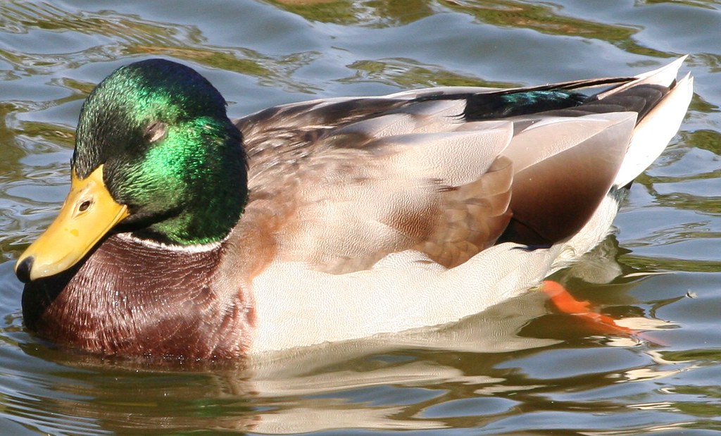 Sleeping Duck What could be better than a water bed for th… Flickr