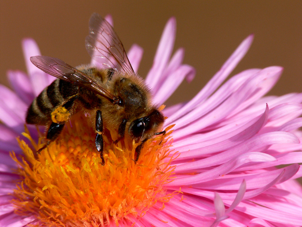 Filling Her Pollen Basket Honeybee on a flower. Best viewe… Flickr