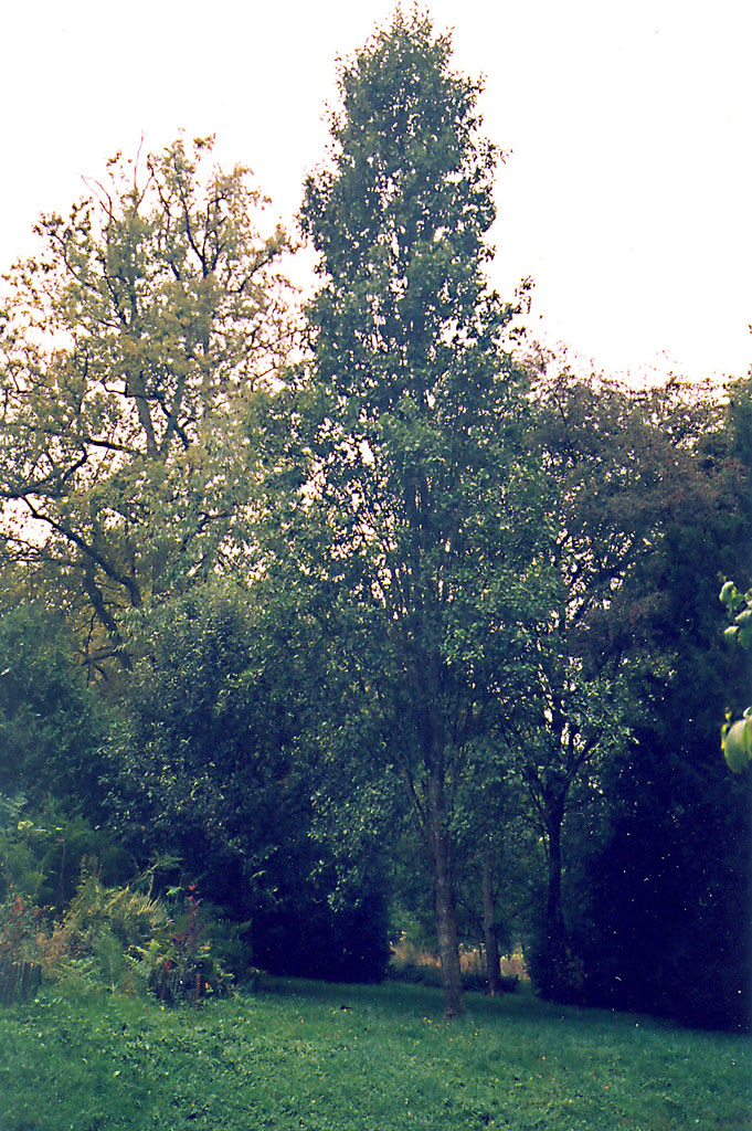 Alder Alder Dom Atreides Flickr