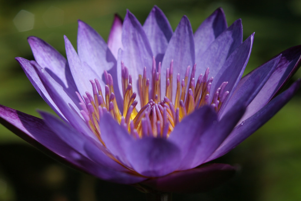 Purple Lily Another one of the lilies in the water gardens… Flickr