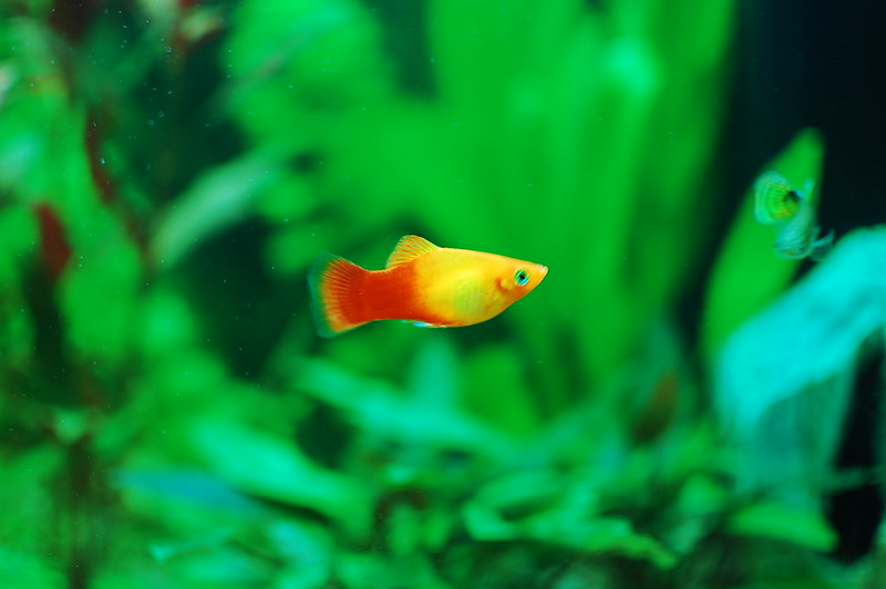 Is Fishkeeping Right for You Pet Fish Place