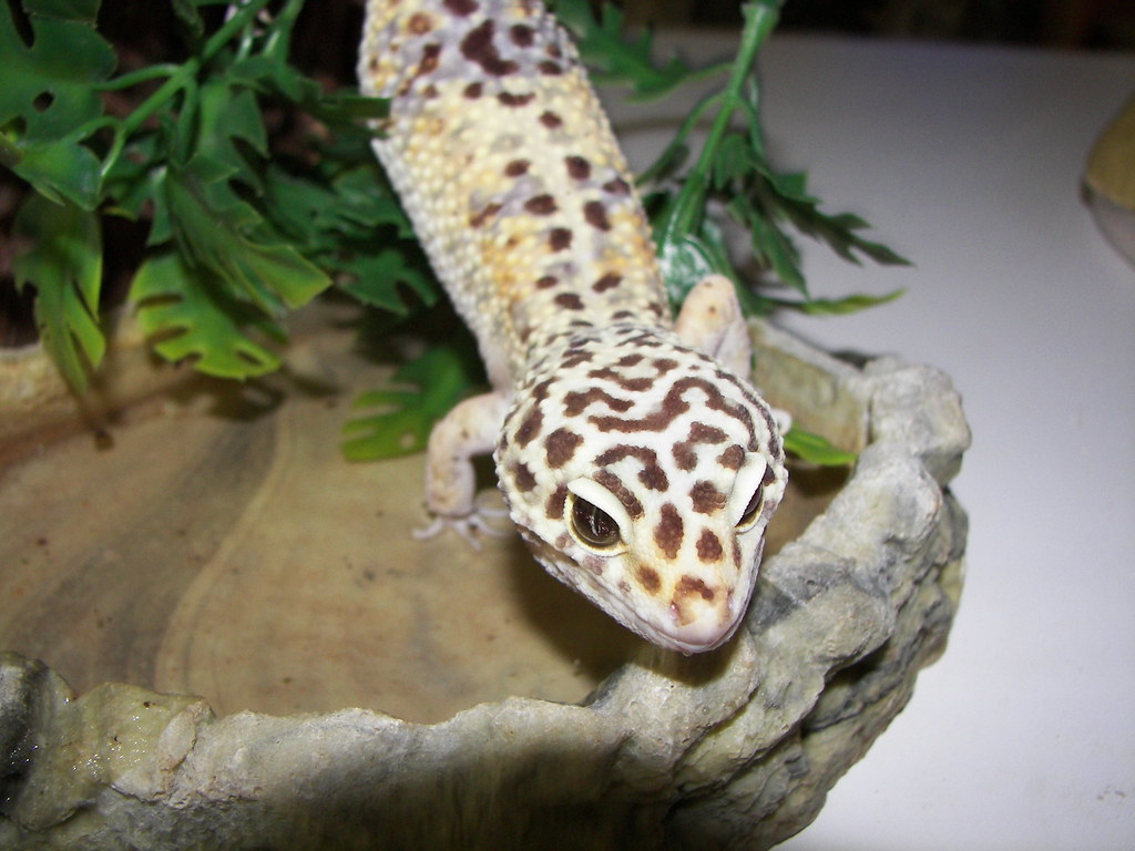 Gecko This is the Leopard Gecko we were look after