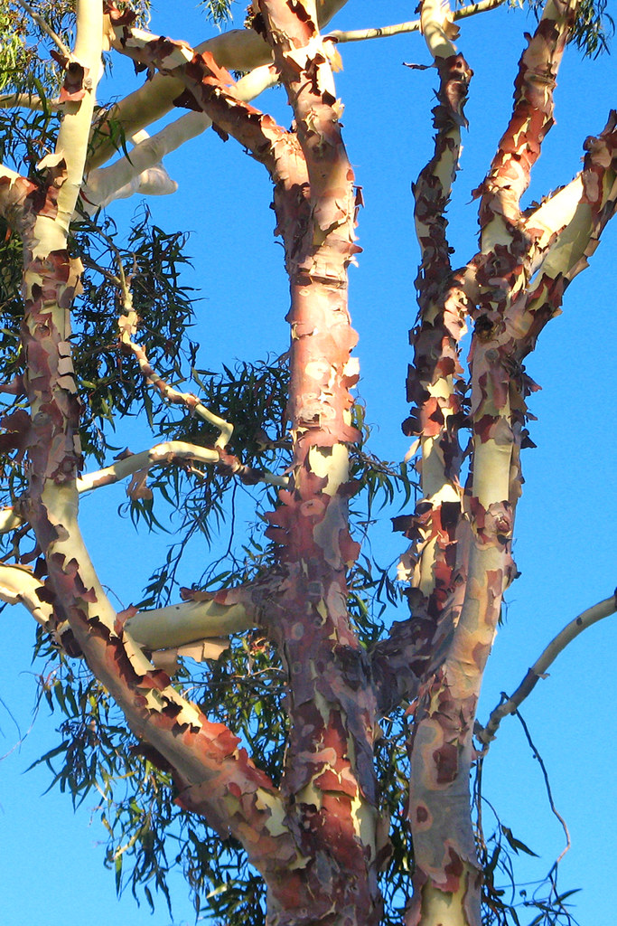 Lemonscented gum tree with peeling bark Peeling bark on a… Flickr
