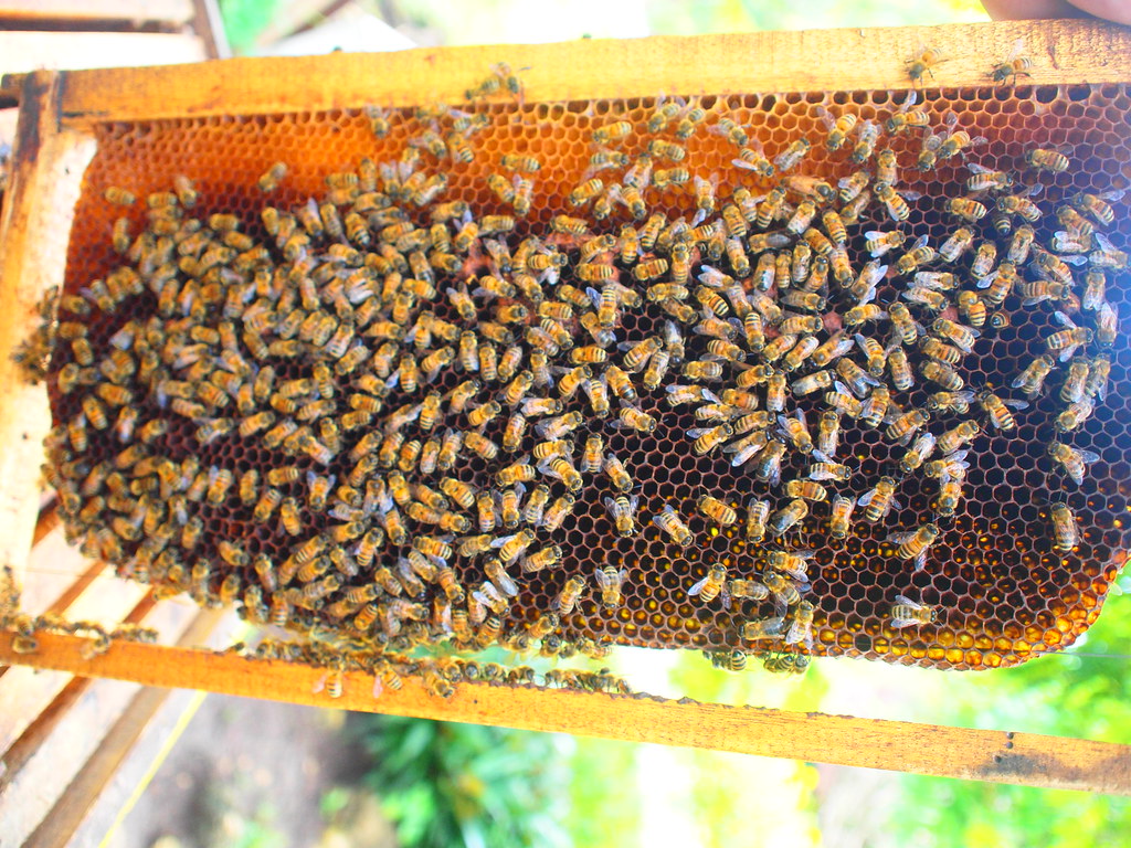 Honey Bees 2010 Bohol Bee Farm, Dauis, Bohol, Philippines.… Flickr